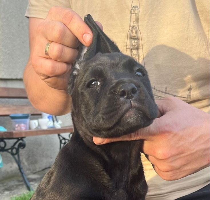 Cane Corso pies chłopak