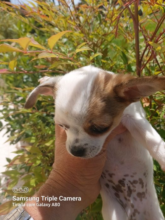 Lindo menin chihuahua