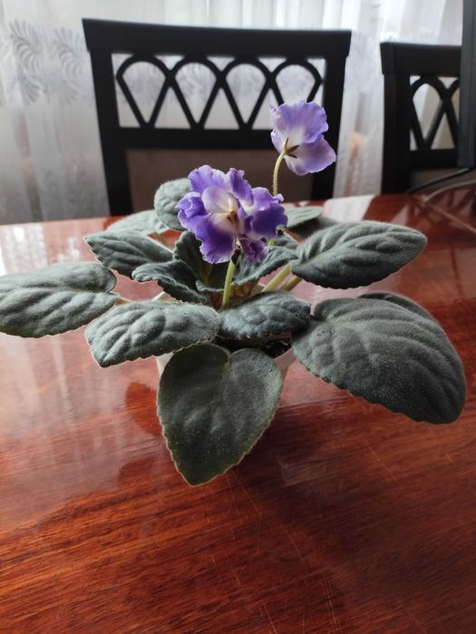 Квітучі сенполії (фіалки)