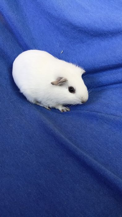 Питомник морских свинок