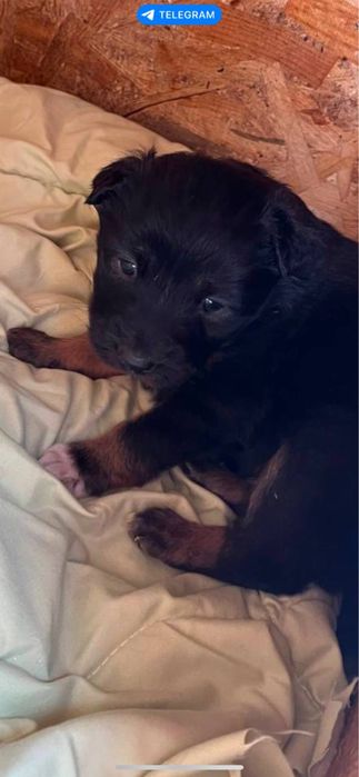 Віддам цуценя дівчинку в добрі руки