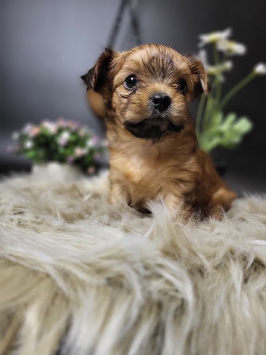 Дівчинка йоршерський терєр в забарвленням Голдаст