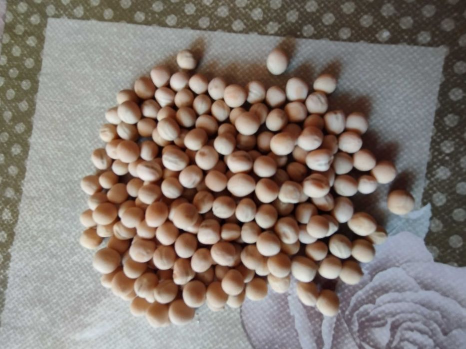 Sprzedam groch na pasze , bobik paszowy