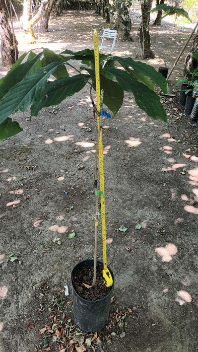 Paw Paw (Asimina Triloba) – Única árvore tropical que resiste ao Frio