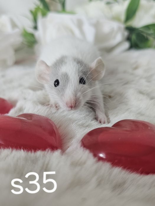 Szczurki kochane maluchy