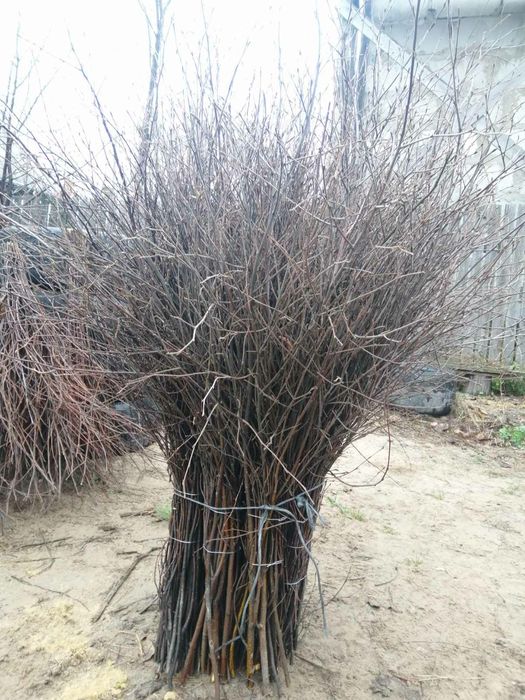 Мётлы.веники березовые