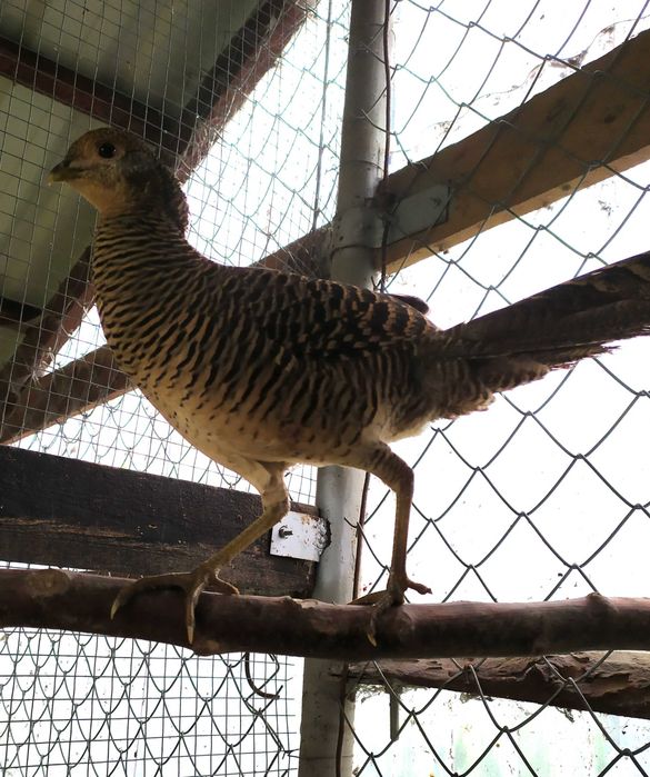 Bażanty złociste, młode -samc