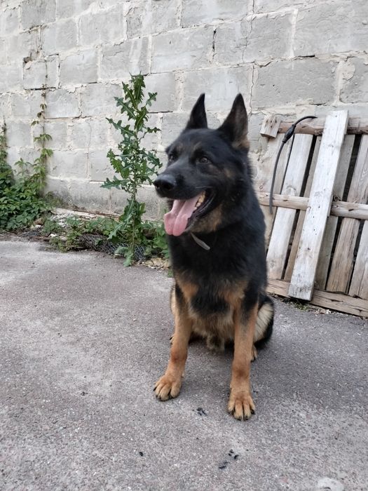 Німецька вівчарка