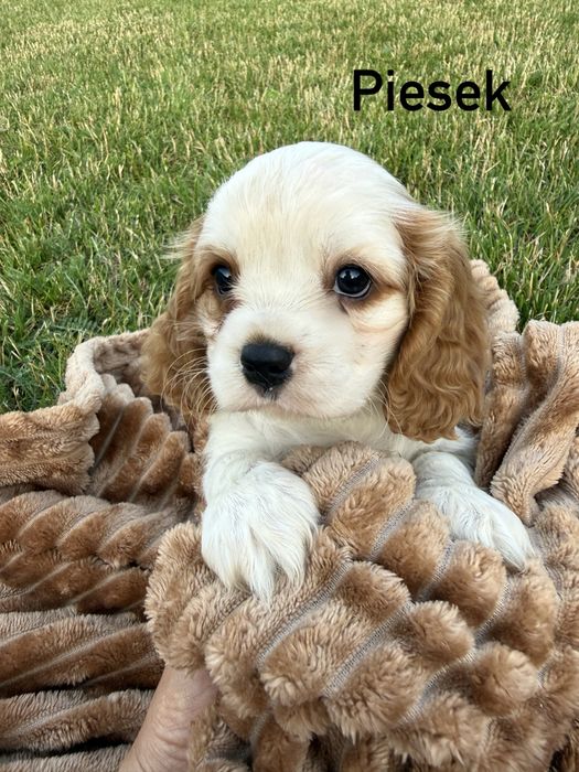 Rezerwacja !! Cavalier King Charles Spaniel