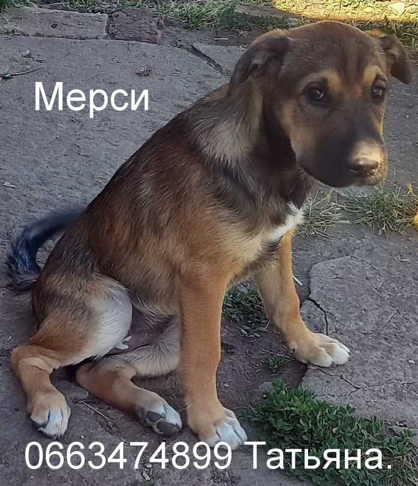 Неймовірни цуценя-полукровок шарпея.