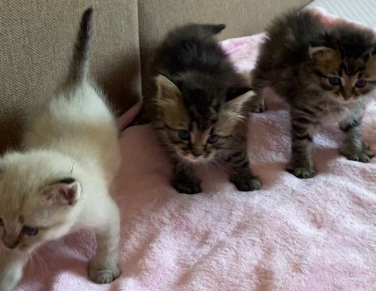 Кошнятко котенок мальчик котята
