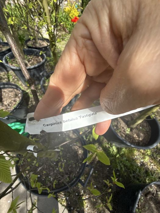 Grab fastigiata - drzewo alejowe lub soliter