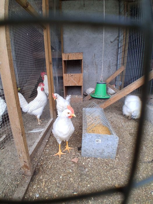 Frangos  leghorn White