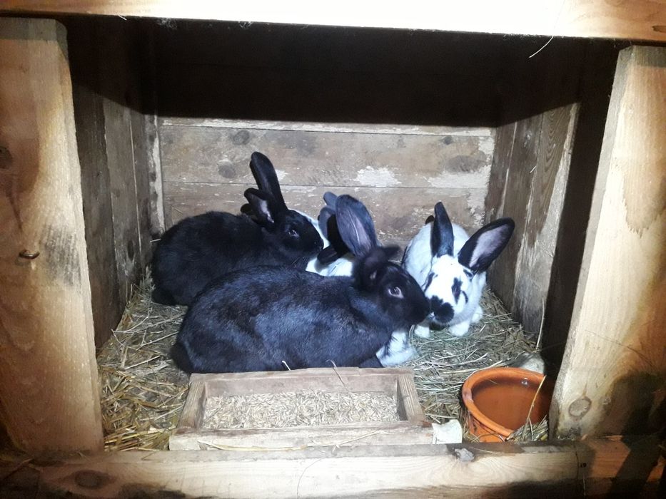 Króliki młode srokacze