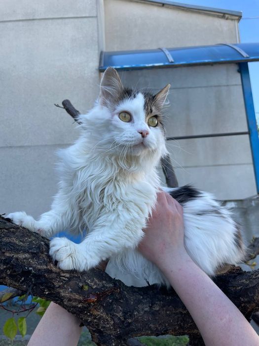 Молода кішка, 1 рік, шукає родину.