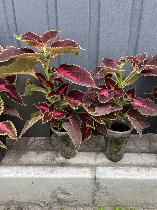 Квіти , колеус, плектрантус