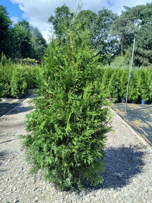 Tuja Brabant wys 200 cm cena 60 zł  Sadzimy,Wozimy