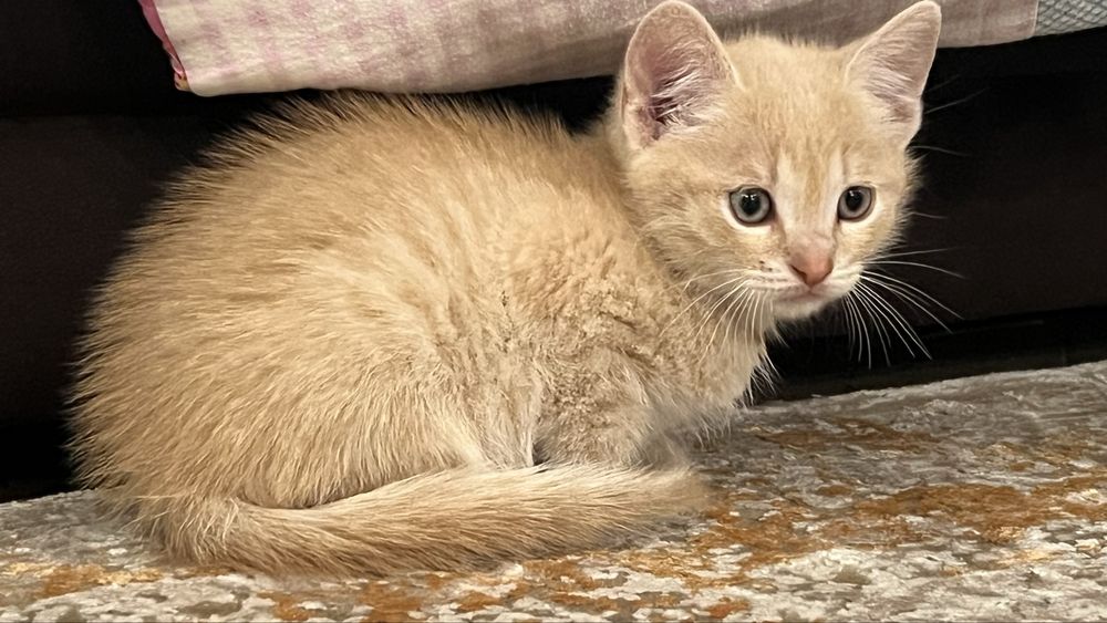 Гарнюнька рижий котит