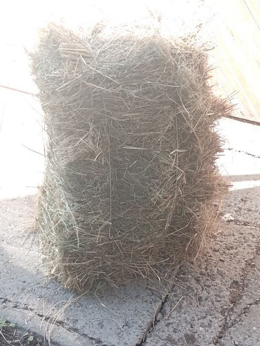 Луговое сено разнотравье 2025 г