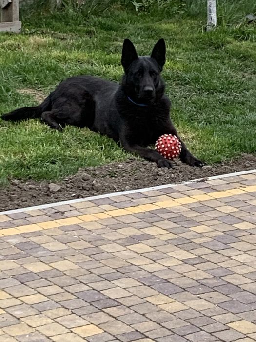 Пропоную  щеня німецькоі вівчарки (найкраще з виводку)