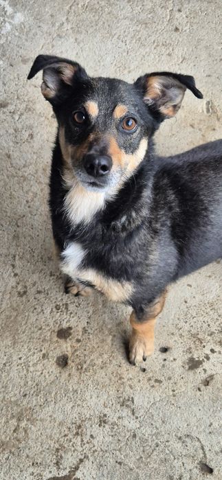 Piesek okolo 5 lat