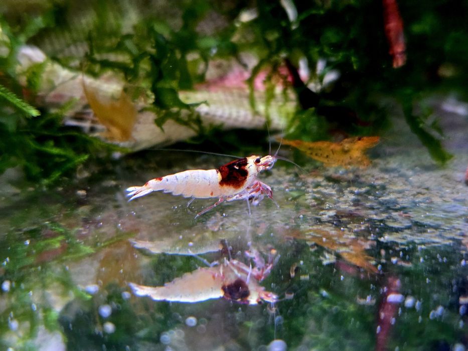 Krewetka caridina wiele odmian "super crystal red, PRL, Pinto, black taiwan, white bee