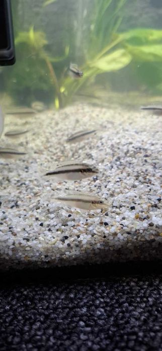 Sprzedam Rybkę Akwariową "Barwniak Czerwony "