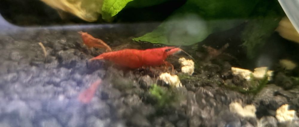 Neocaridina Davidi - Painted Red Fire/Blue Dream - Linhas Selecionadas