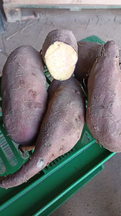 Batata doce comum e batata doce laranja