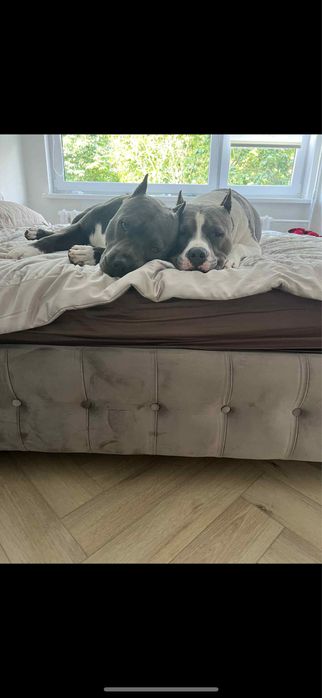 Блакитні  цуценята  амстафф .