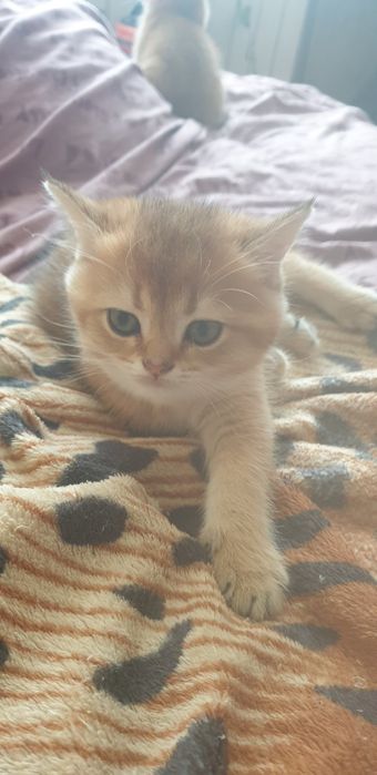 Продаються котенята , Британська шиншила золотиста