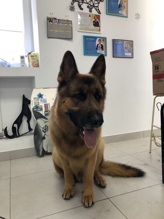 Стрижка собак,котів,котов,грумер,грумінг,без наркозу, з виїздом,выезд