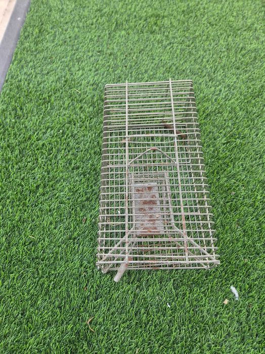 Ratoeira para ratos grandes e pequenos