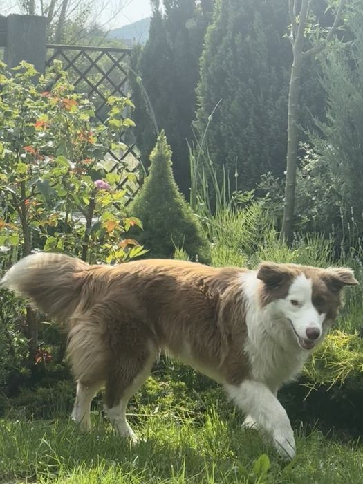 Терміново. Бордер коллі . Залишились два хлопчика