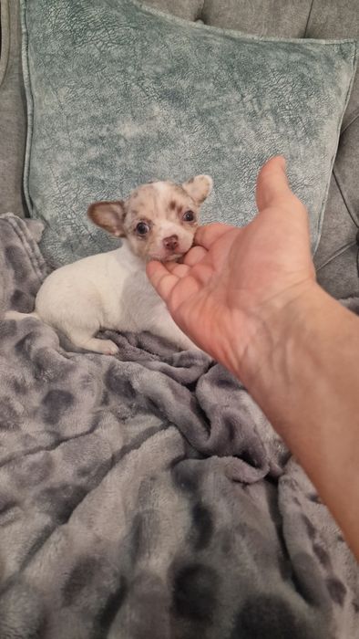 Chihuahua top top