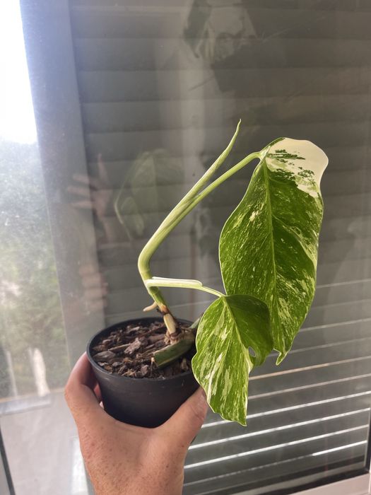 Planta Monstera variagata