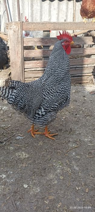 Півень когут Амрокс