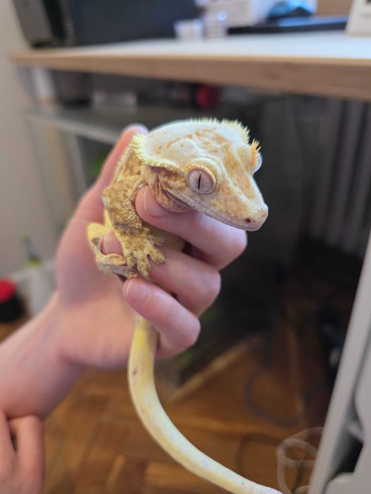 Gekon orzęsiony LW Samiec