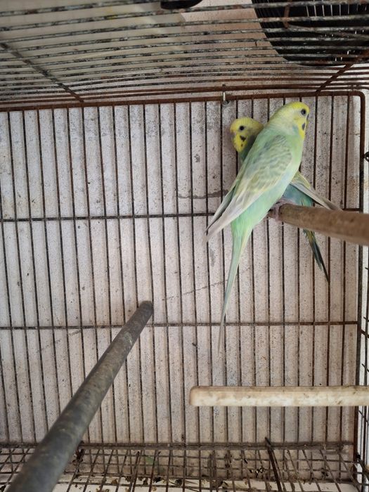 Aves de bico curvo