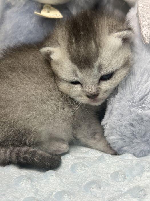 Gatinho britânico de cor ouro azul