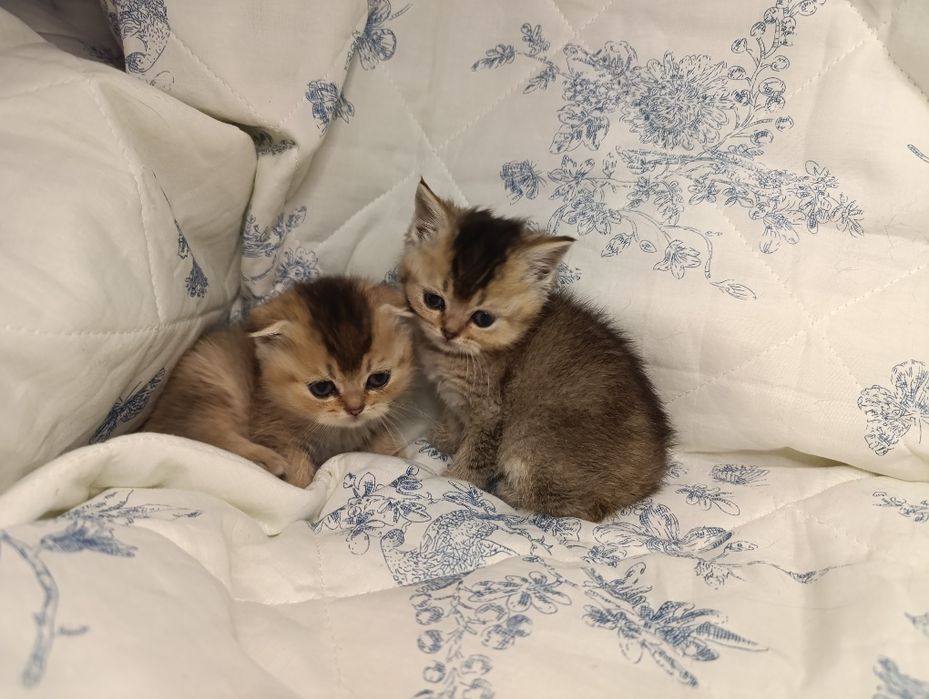 Шотландські кошенята Скоттіш фолд , скоттиш страйт