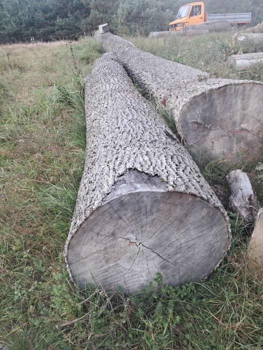 Jesion kłoda Skoki