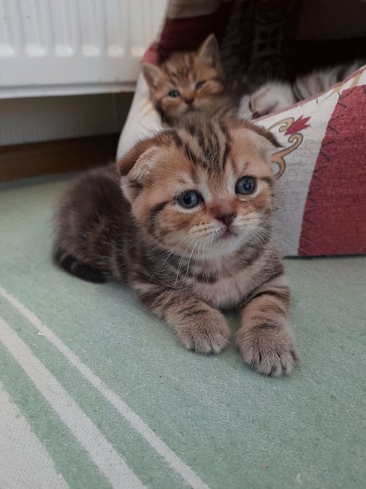 Висловухі шотландські кошенята