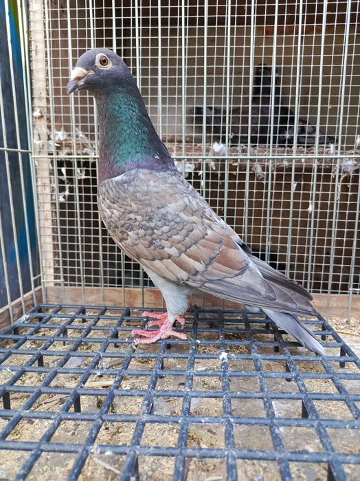 Pocztowe rubella sooty indigo