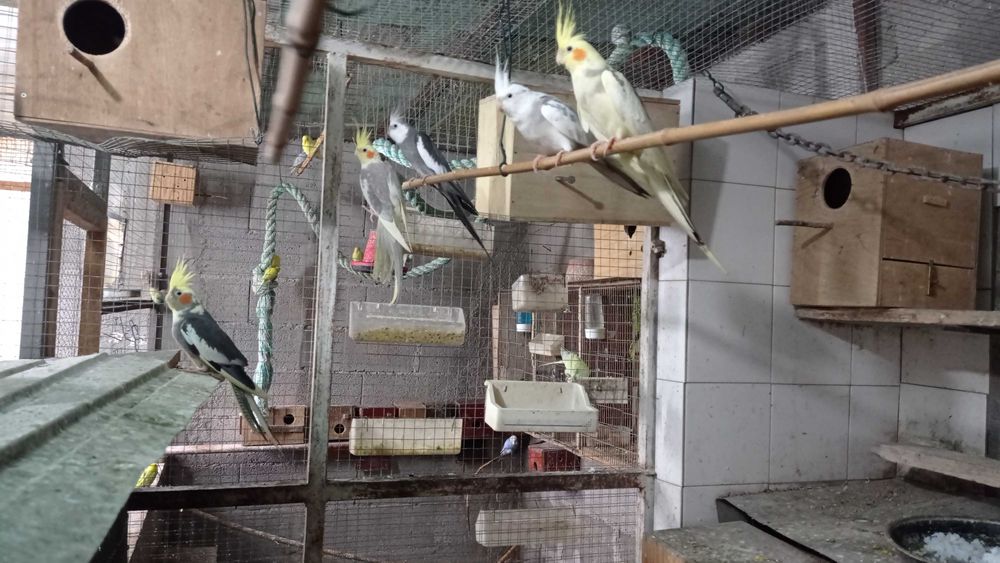 Caturras e periquitos