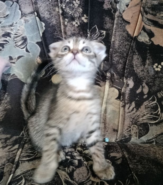 Британські кошенята