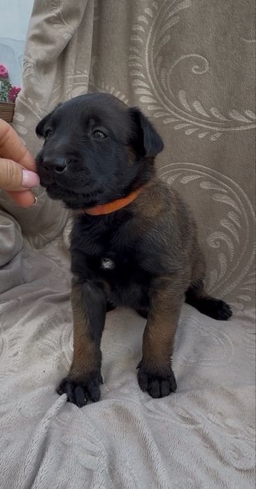 Owczarek belgijski malinois