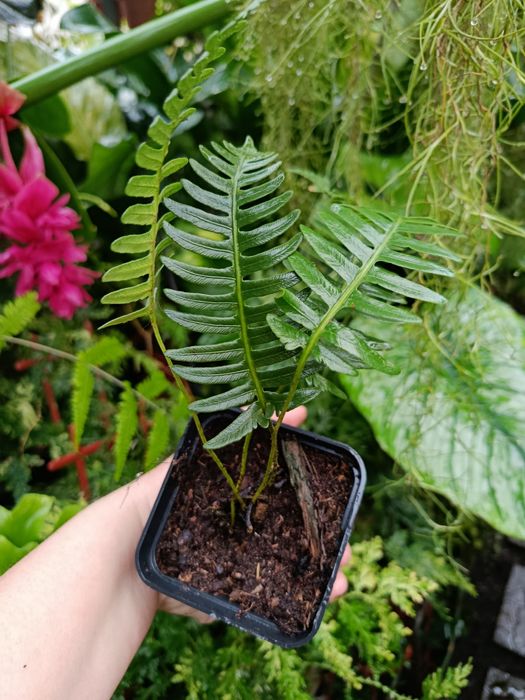 Папороть davalia pectinata