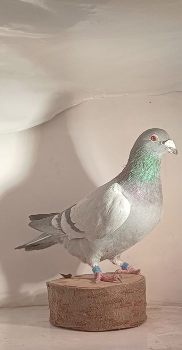 Młode gołebie pocztowe