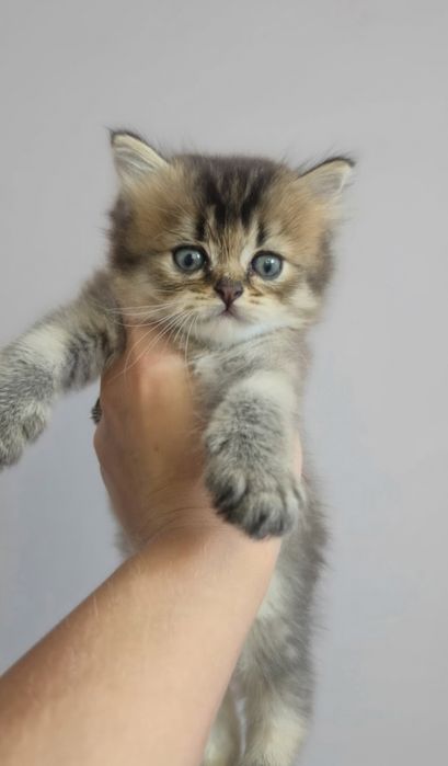 Золотий британський хлопчик